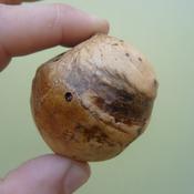 Oak Gall.