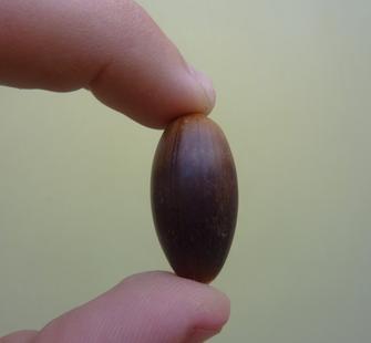 An Acorn.