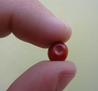 A manzanita berry.