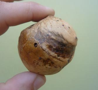 Oak Gall.