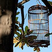Birds of Invention