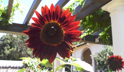 Montalvo Arts Center
